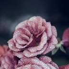 baby_rose avatar
