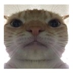 golabek avatar